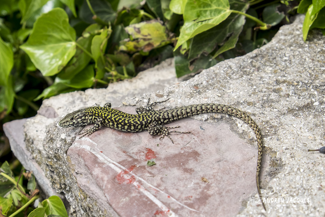 Toscane 2014 252.jpg